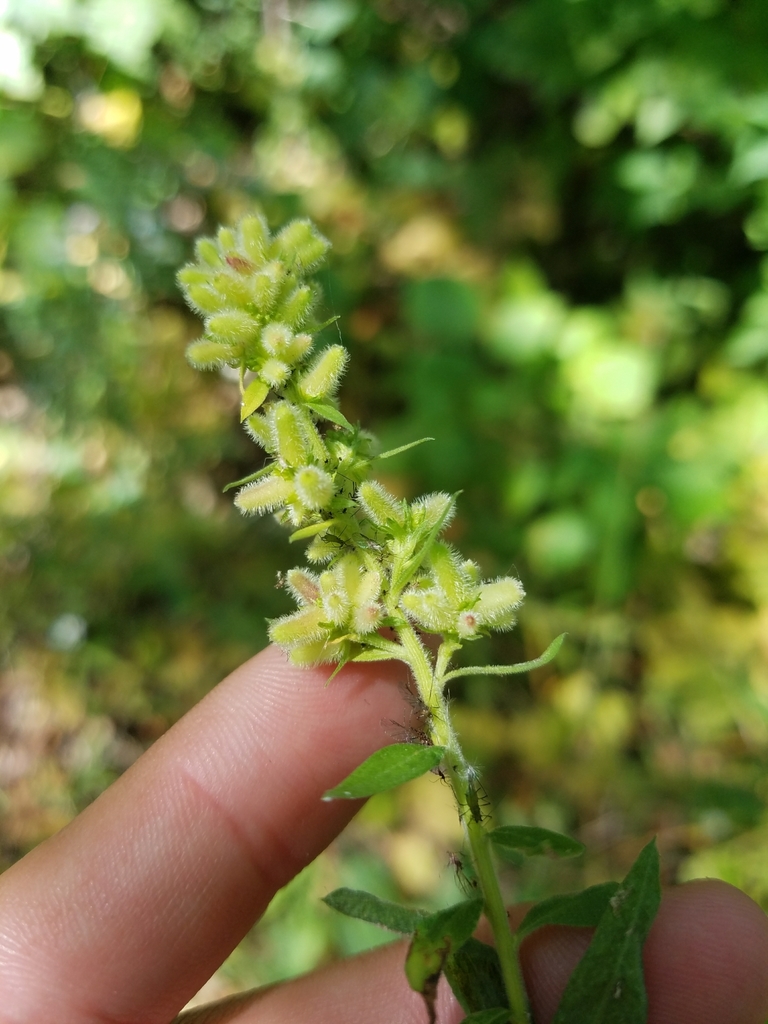 Downy Flower Gall Midge