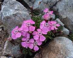 Dianthus alpinus