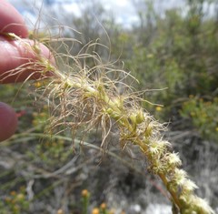 Holothrix burchellii