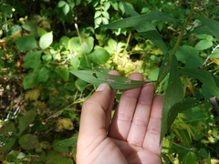 Rhopalomyia anthophila