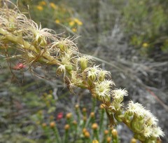 Holothrix burchellii