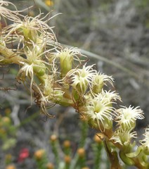 Holothrix burchellii