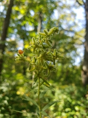 Rhopalomyia anthophila