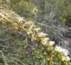 Holothrix burchellii