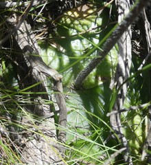 Holothrix burchellii