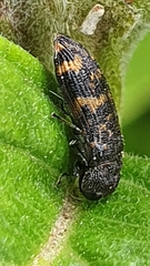 Rugacmaeodera