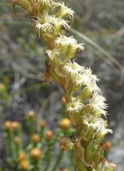 Holothrix burchellii