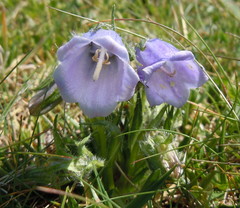 Campanula alpina