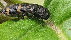 Rugacmaeodera