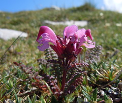 Pedicularis rostratocapitata