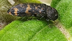 Rugacmaeodera