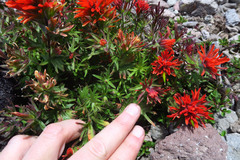 Castilleja rupicola