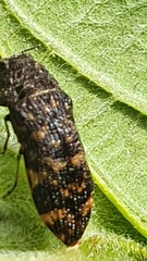 Rugacmaeodera