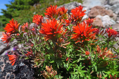 Castilleja rupicola