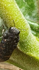 Rugacmaeodera