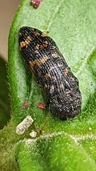 Rugacmaeodera