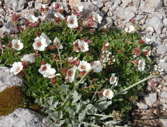 Potentilla clusiana