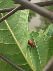 Isotes eruptiva