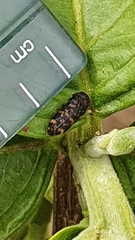 Rugacmaeodera