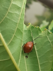 Isotes eruptiva