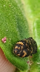 Rugacmaeodera