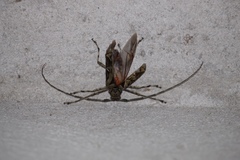 Macropophora accentifer