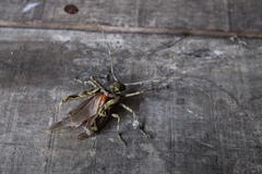 Macropophora accentifer