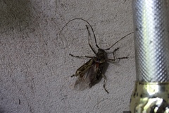 Macropophora accentifer