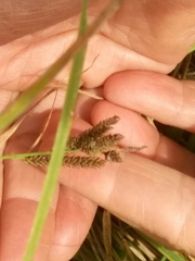 Carex lenticularis