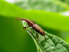 Arrhenodini