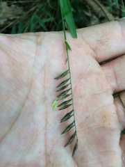Merostachys
