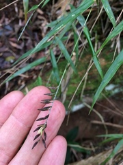 Merostachys