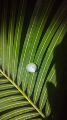 Amphidromus palaceus