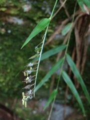 Merostachys