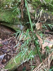 Merostachys