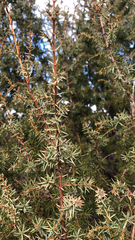 Juniperus