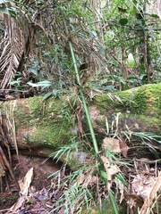 Merostachys