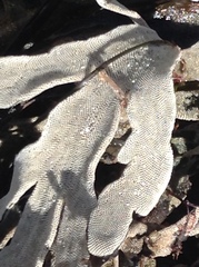 Jellyella tuberculata