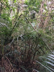 Merostachys