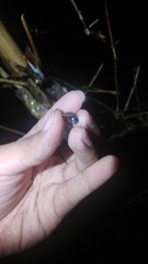 Dyakiidae