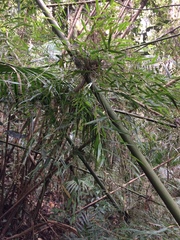 Merostachys