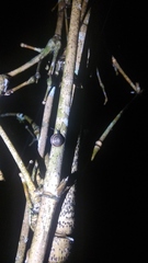 Dyakiidae