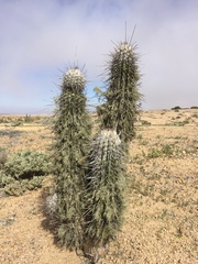 Eulychnia breviflora