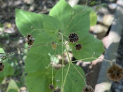 Wissadula amplissima