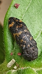 Rugacmaeodera