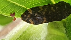 Rugacmaeodera