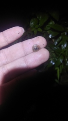 Dyakiidae