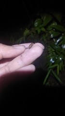 Dyakiidae