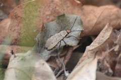 Probergrothius