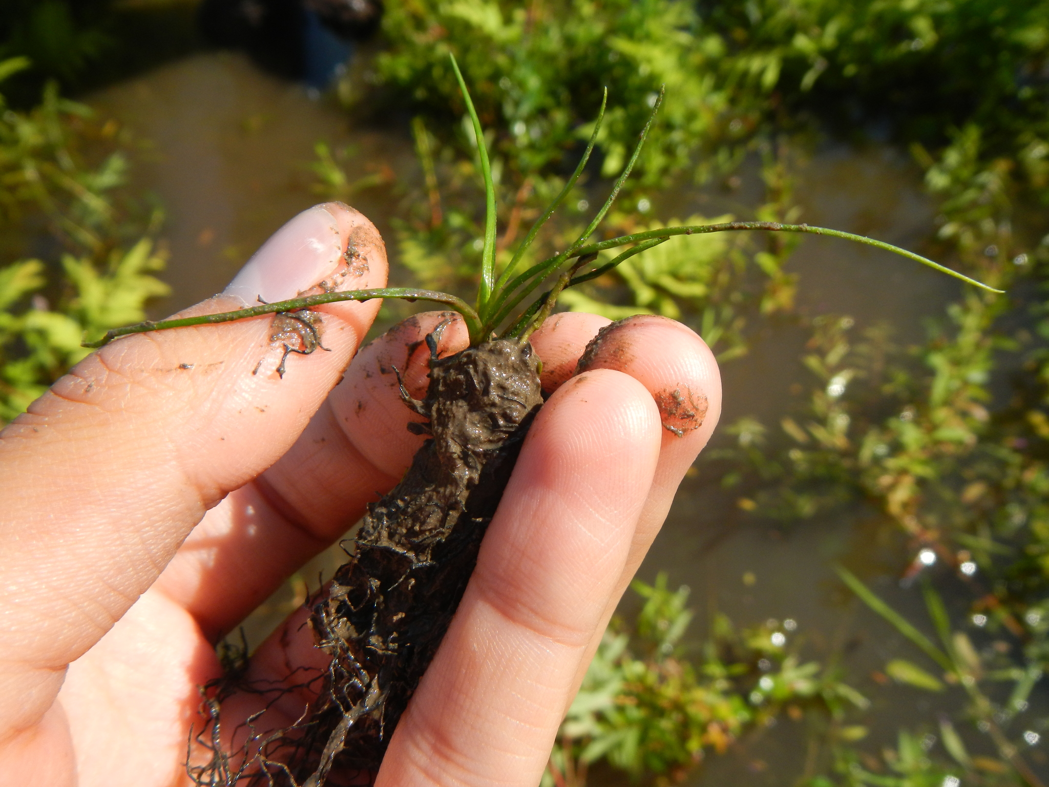 Isoetes septentrionalis